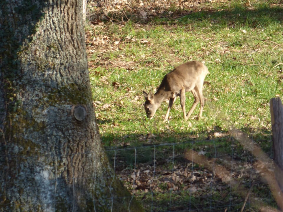 Wildlife spotted from the bedroom window ! 