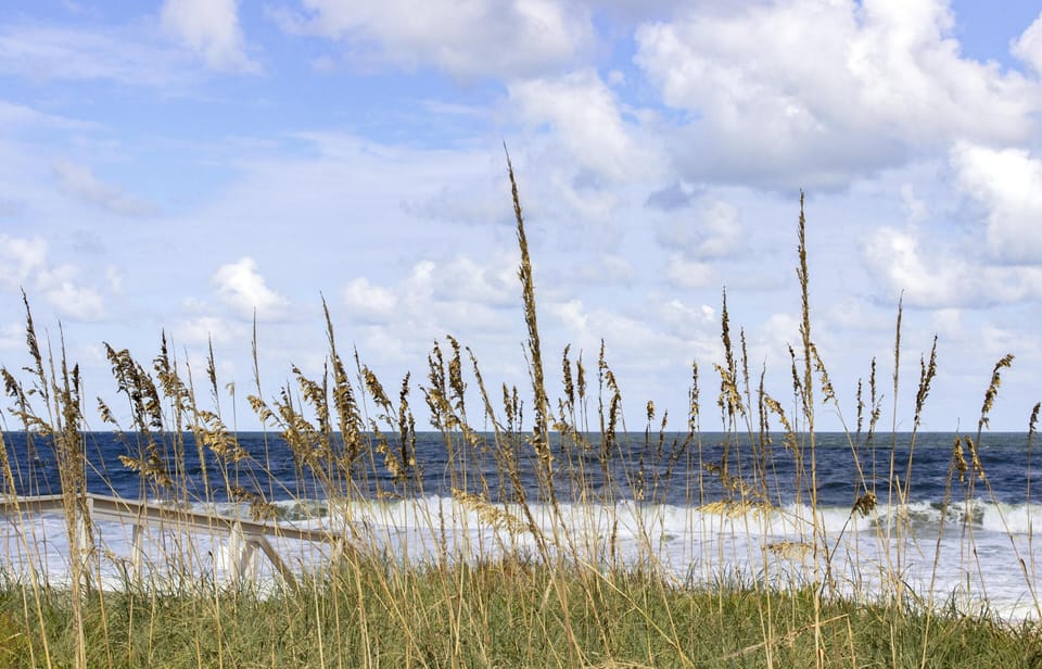 Tall sea oats sway in the breeze along a sandy dune with ocean waves and a partly cloudy sky in the background.