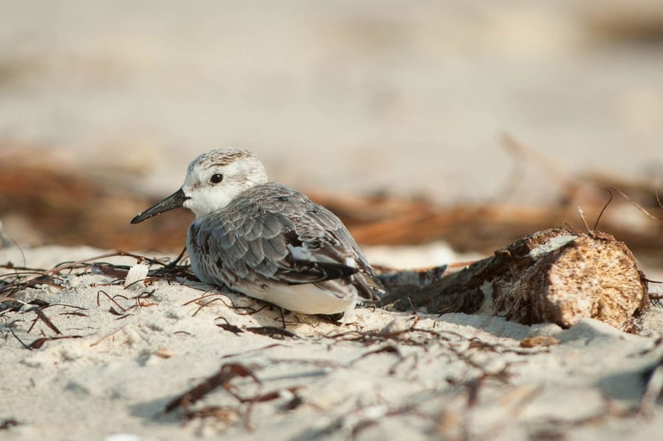 Many birding opportunities right on the beach.