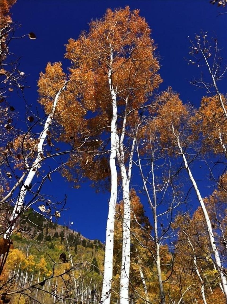 Colorado Golden Aspens