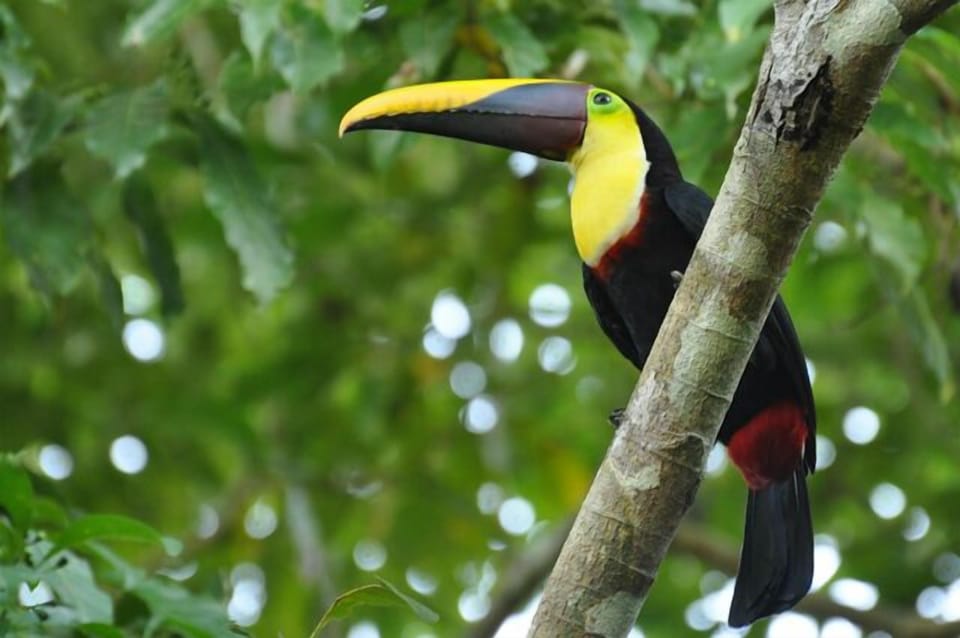 A curious toucan in the almond just outside the window