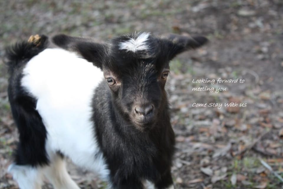 One of our many fainting goats