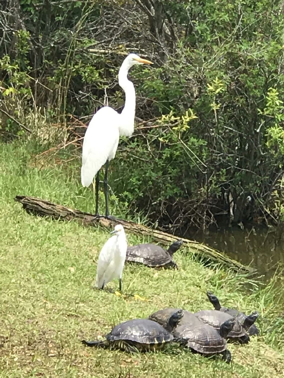 Birds, turtles, and other wildlife enjoy Ocean Lake next to the house.