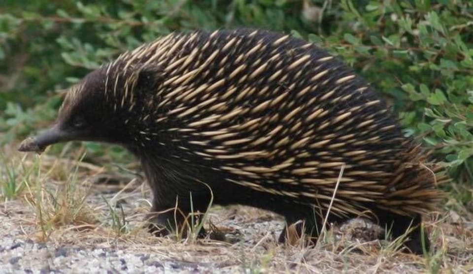 Echidna in our garden