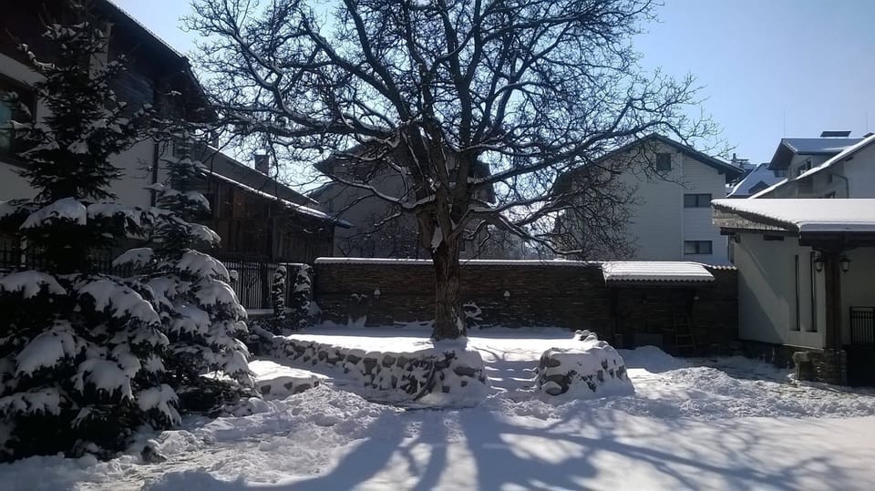 walnut tree in the garden in winter sun