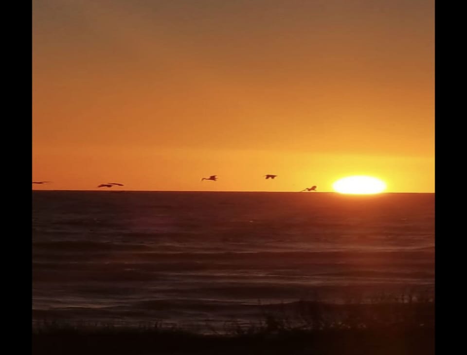 Pelican fishing for dinner on their way out to Bird 
Island in the sunset.