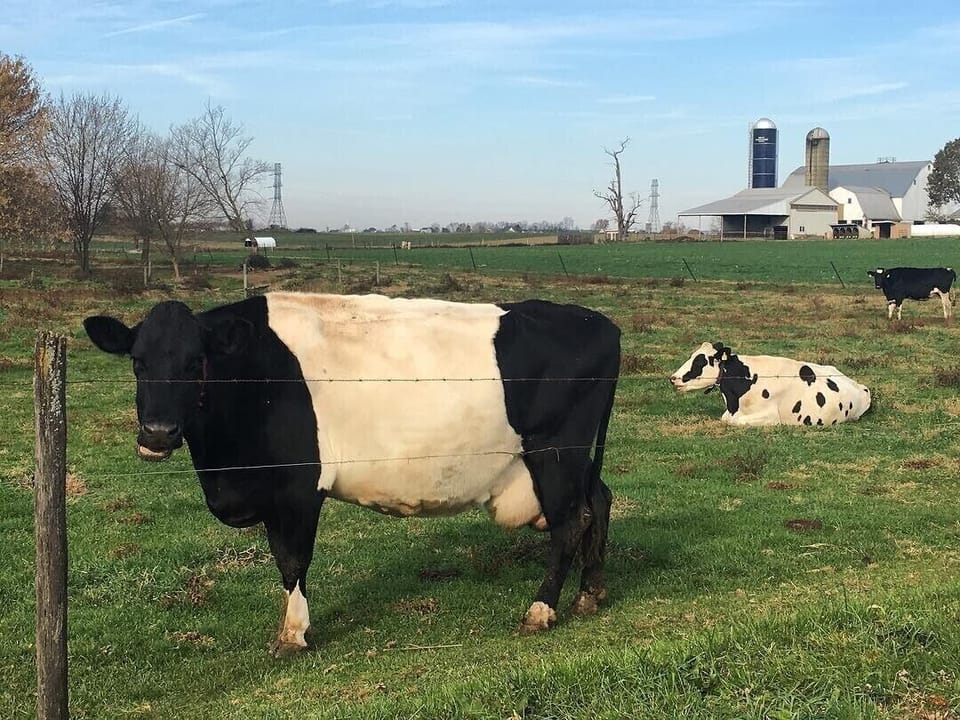An Oreo cow you may spot down by the creek (half mile walk).