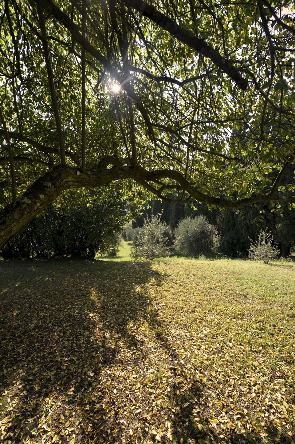 Tree, Natural Landscape, Nature, Sunlight, Vegetation, Natural Environment, Grass, Leaf, Branch, Light