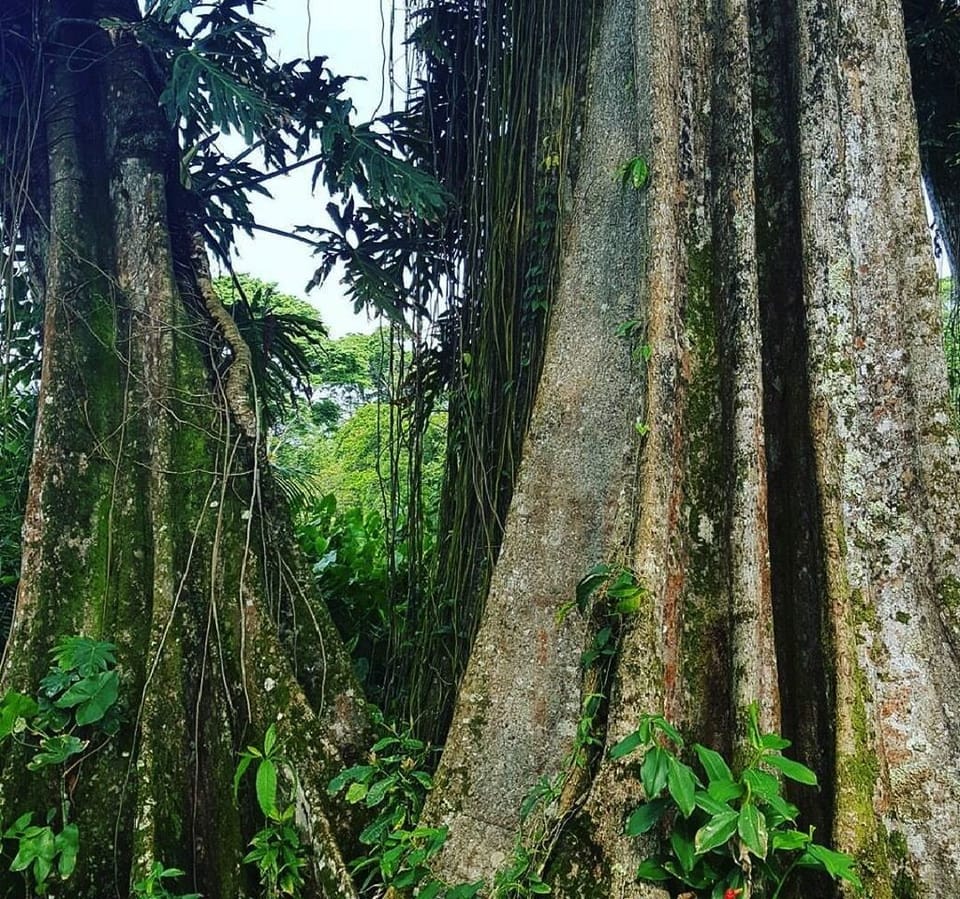 The huge jungle trees are glorious.  Wander the roads around our house to find.