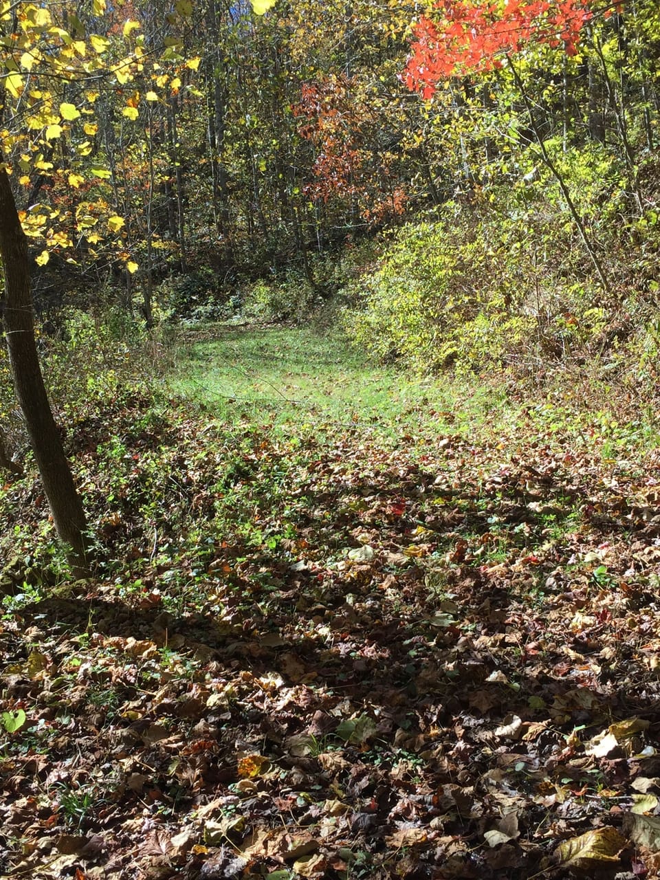 Walking path behind cabin.