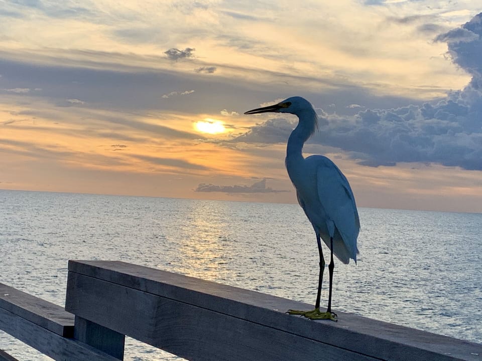 I found a friend while fishing on the Venice Fishing Pier.
