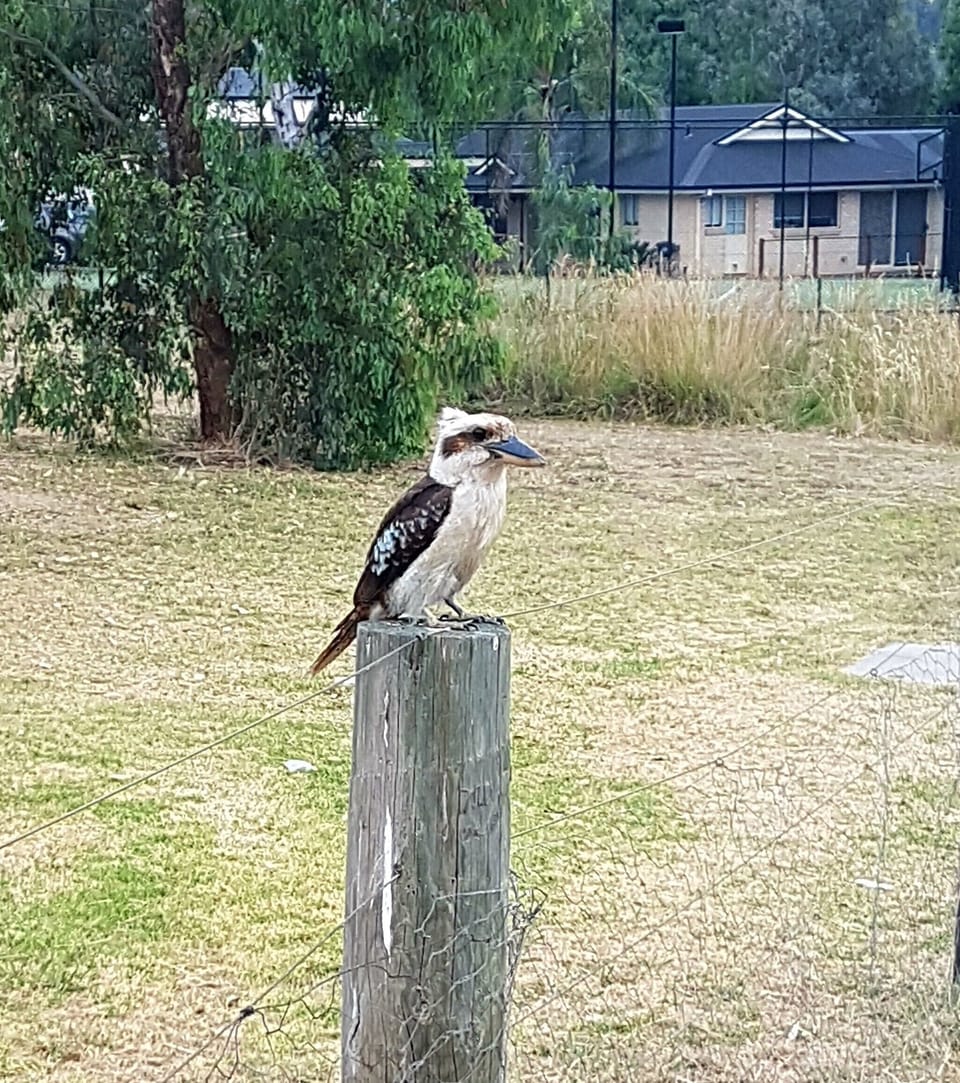 A local kookaburra.