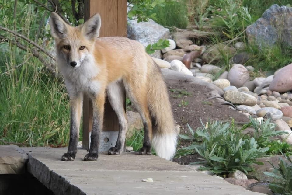 Neighborhood Friendly Fox