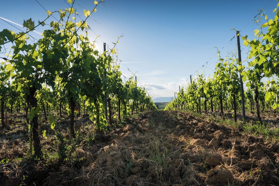 Vineyard