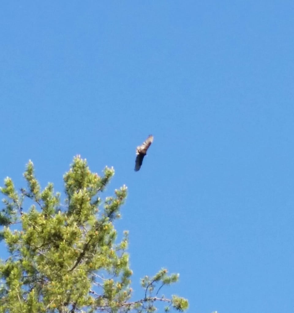 Eagle from the Kabin