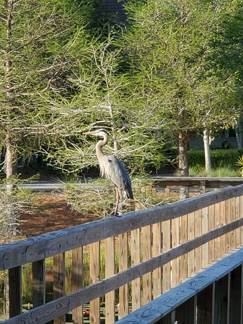 Wild birds throughout the community!