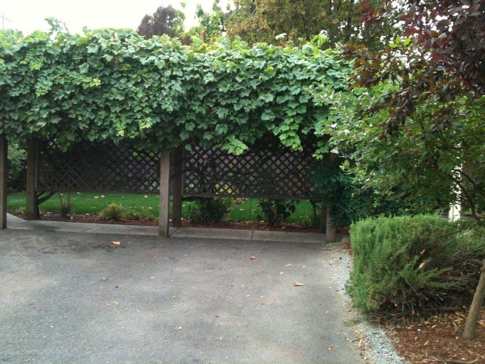Grape arbor