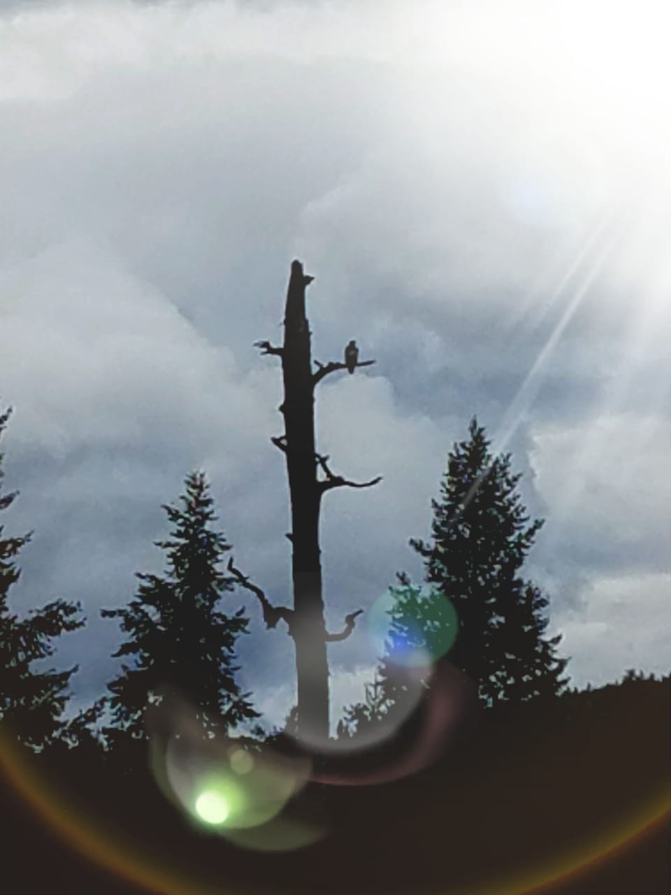Eagles hanging around.
