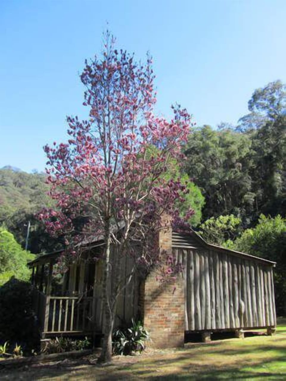 Magnolia Cottage from the side with magnolia tree in bloom.
