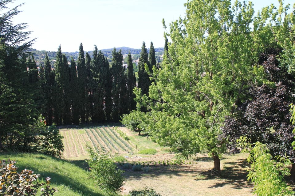 The garden
