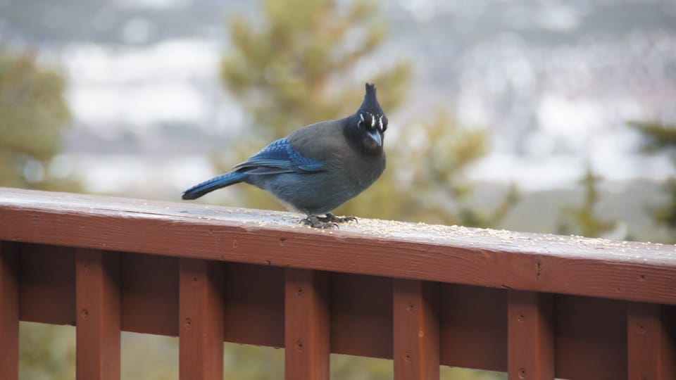 Stellar Jay on upper deck rail