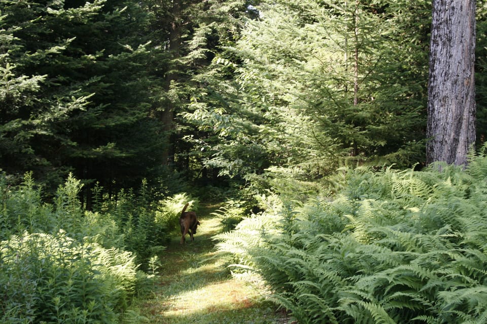 Heading onto our lush nature trail.