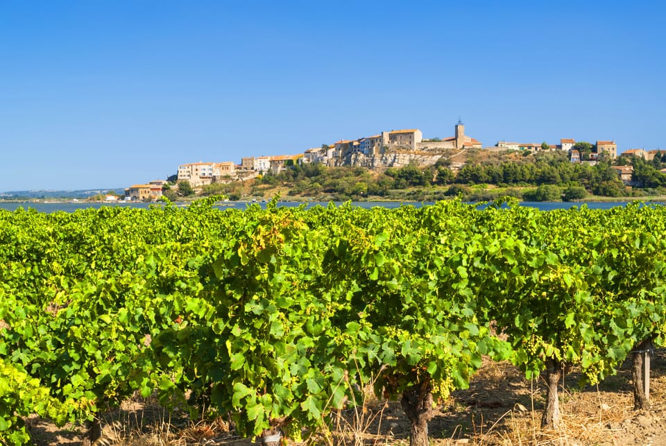 Vineyard