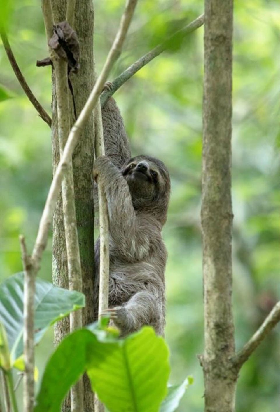 Among our favorite Costa Rican wildlife - sloths!