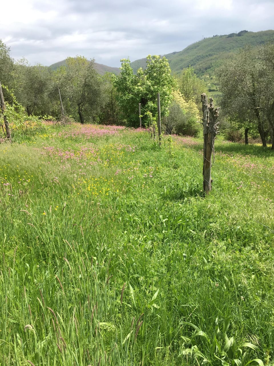 On the lower field amongst the figs and olives