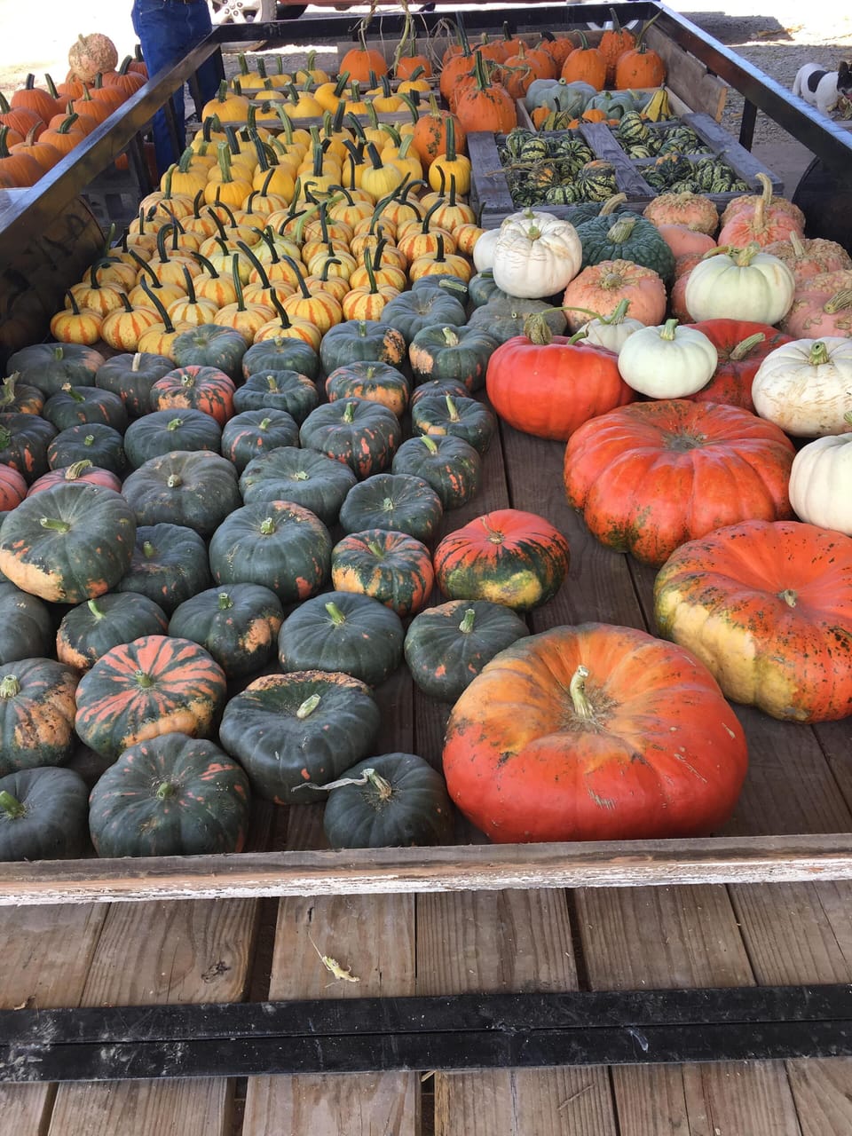 pumpkins from adjoining field (September)
