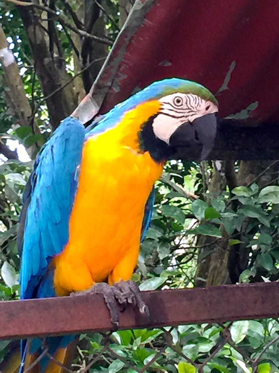 Coco, our parrot who lives outside in the lime trees.