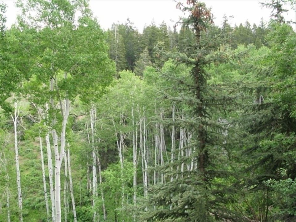 View from master bedroom-Similar views from every room