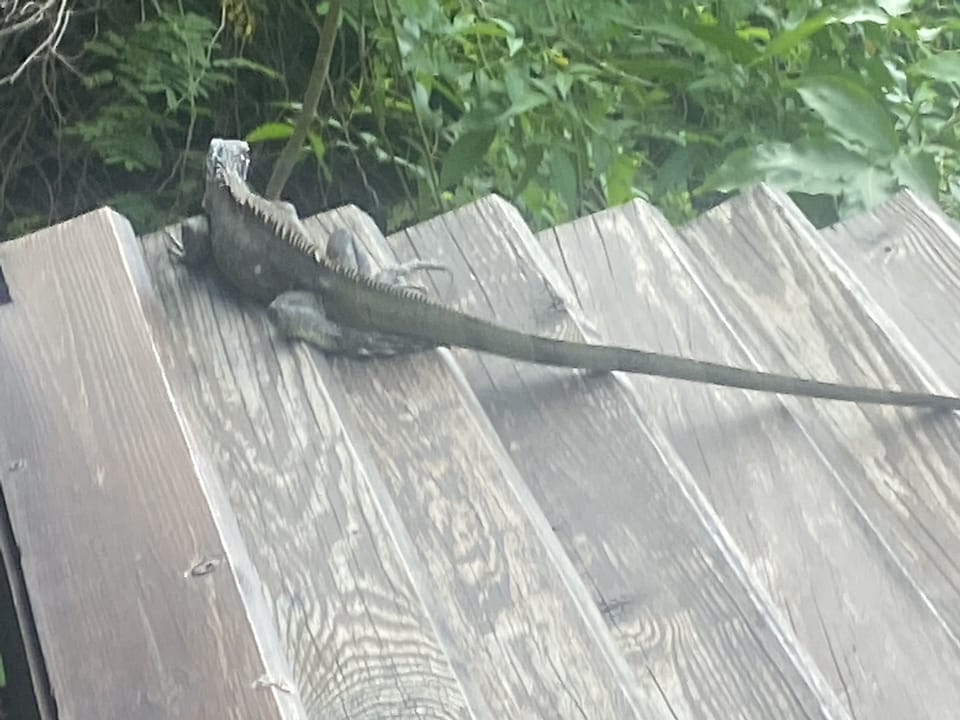 And our gecko friends too