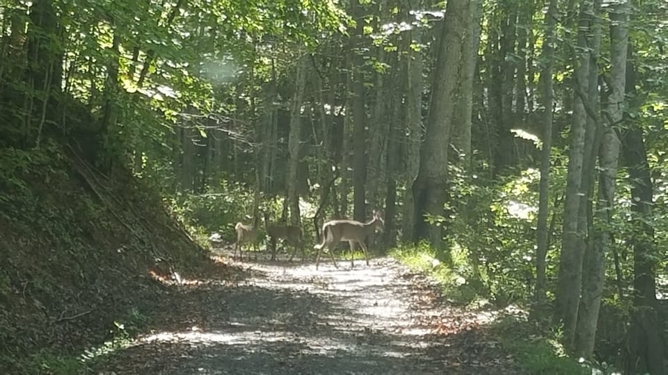 Lots of wildlife, including deer and wild turkeys.