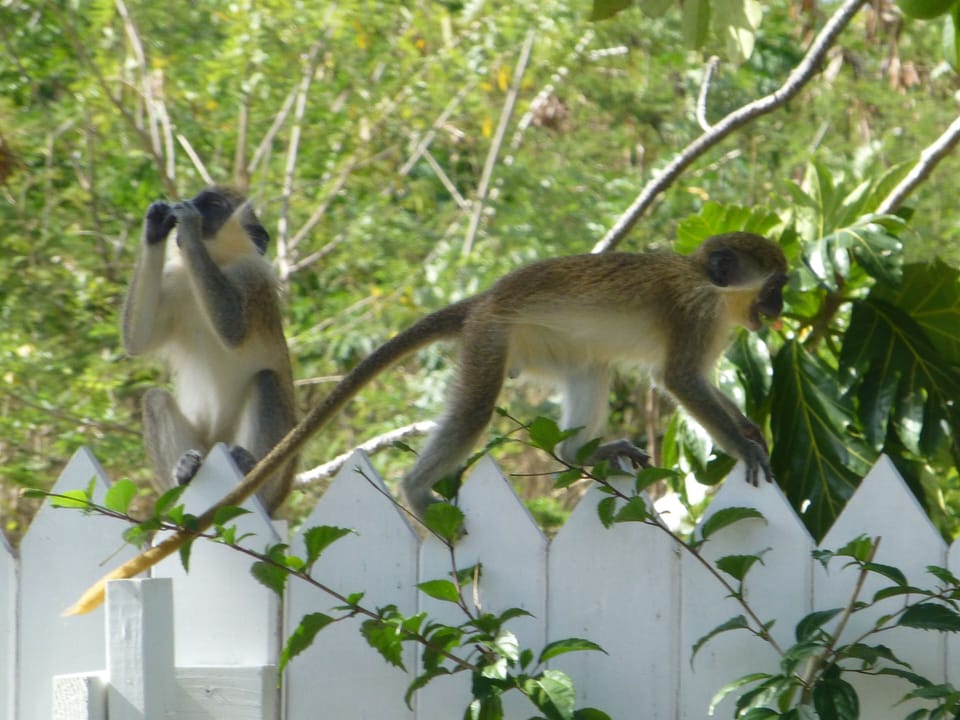 Green monkeys on the garden fence