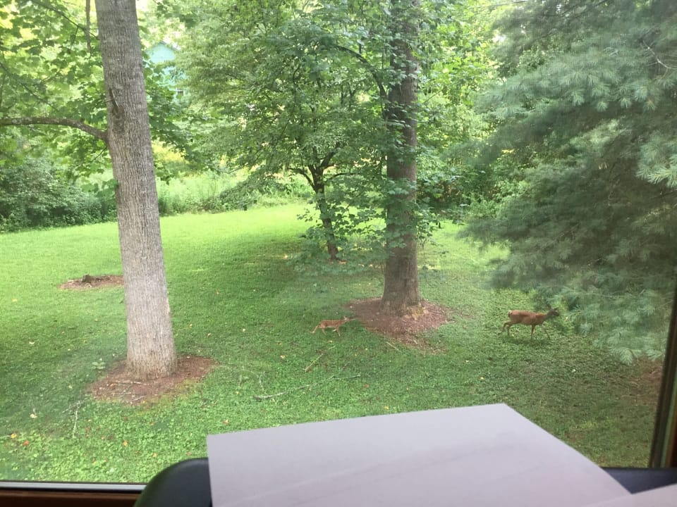 Deer and Fawn viewed out the back window of the Sunroom 