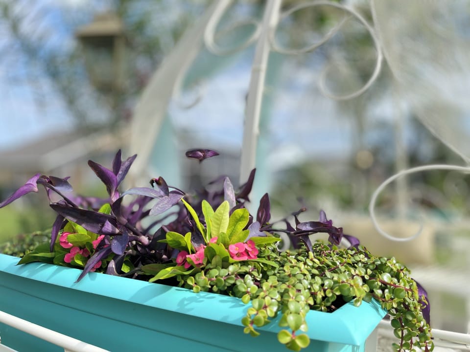 Gorgeous flowers grow year-round in the carriage flower boxes.