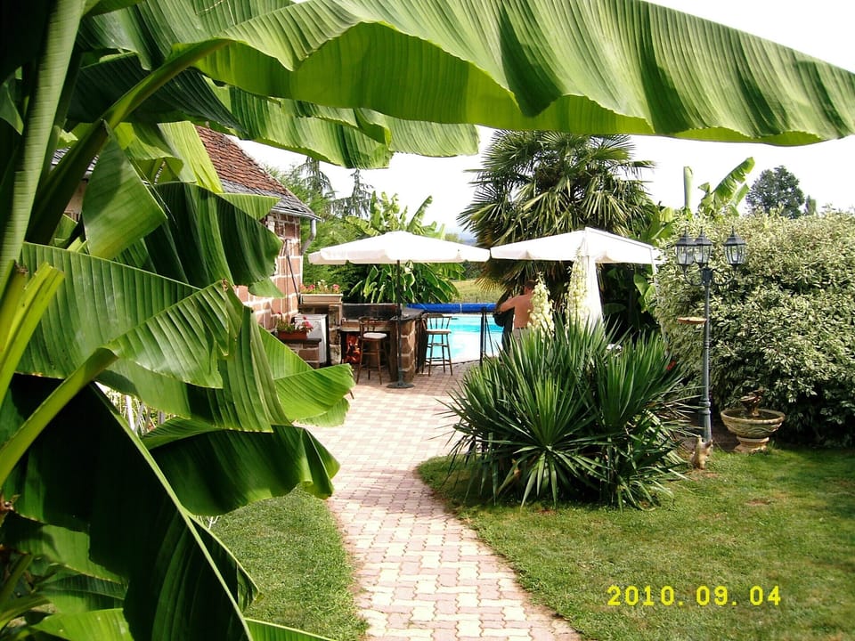Parasols & tropical plants for shade