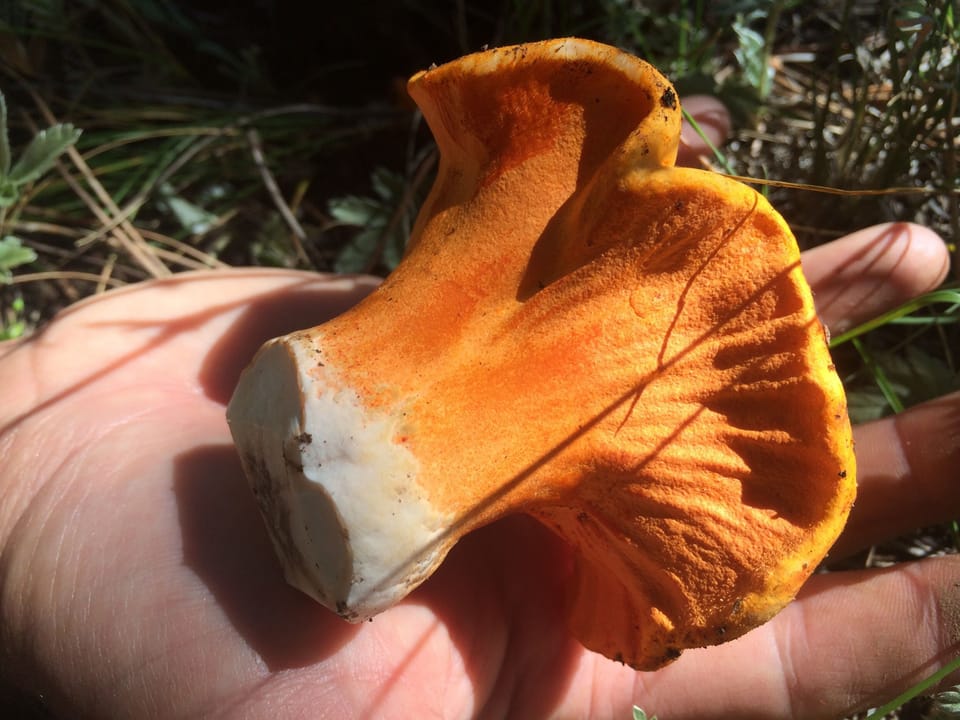 Wild forest feast!