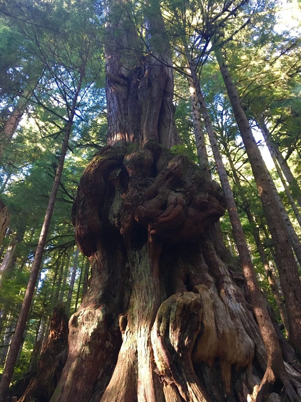 Gnarly Tree