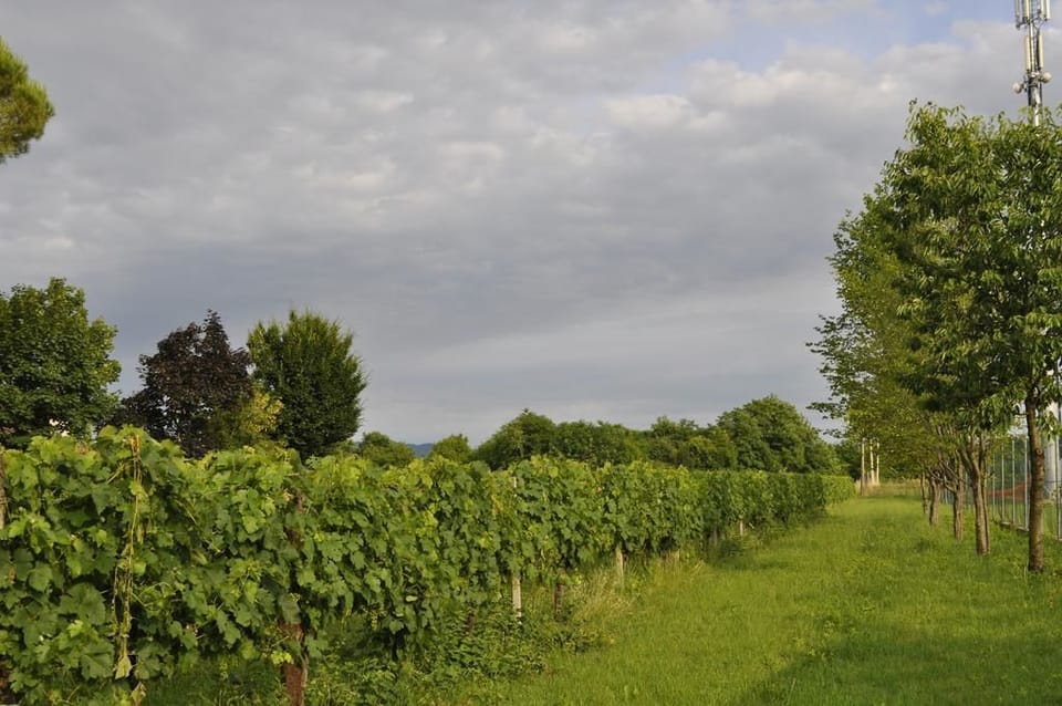 Winery