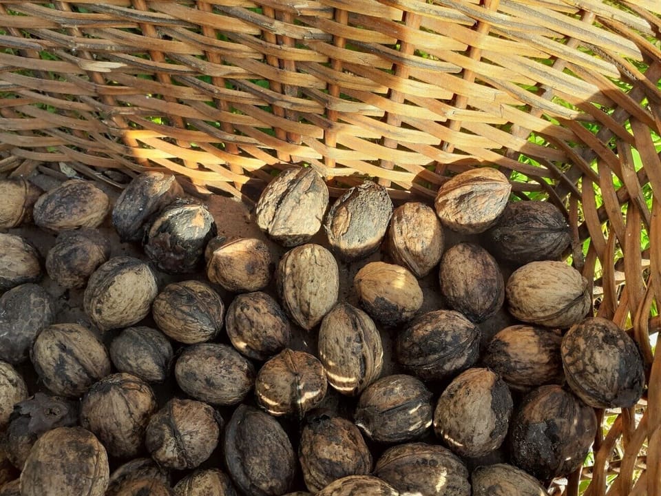 walnuts from  La Capannina walnut tree