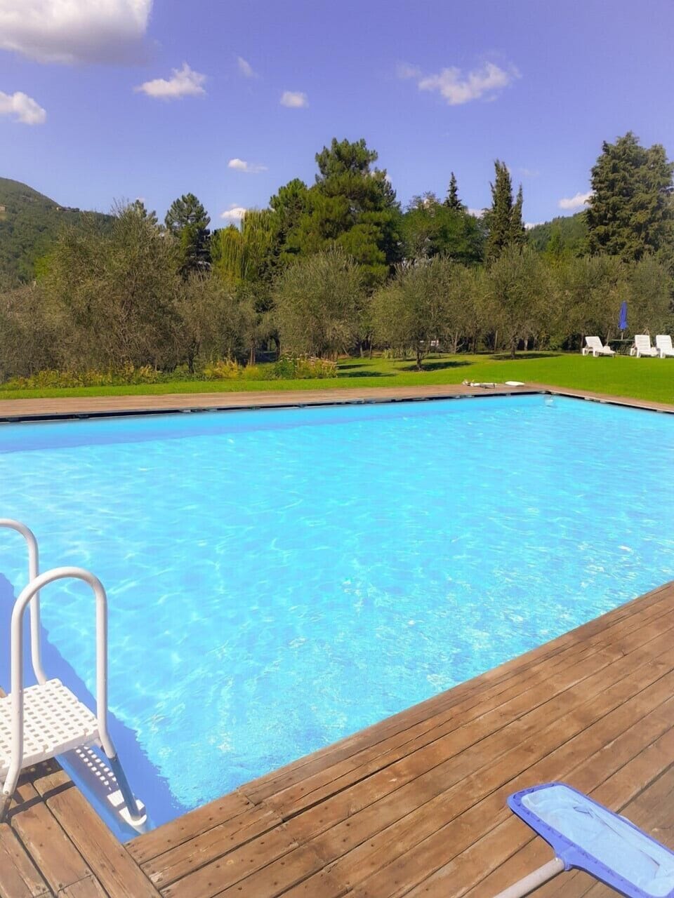 the pool 14x 7 mts among olive trees