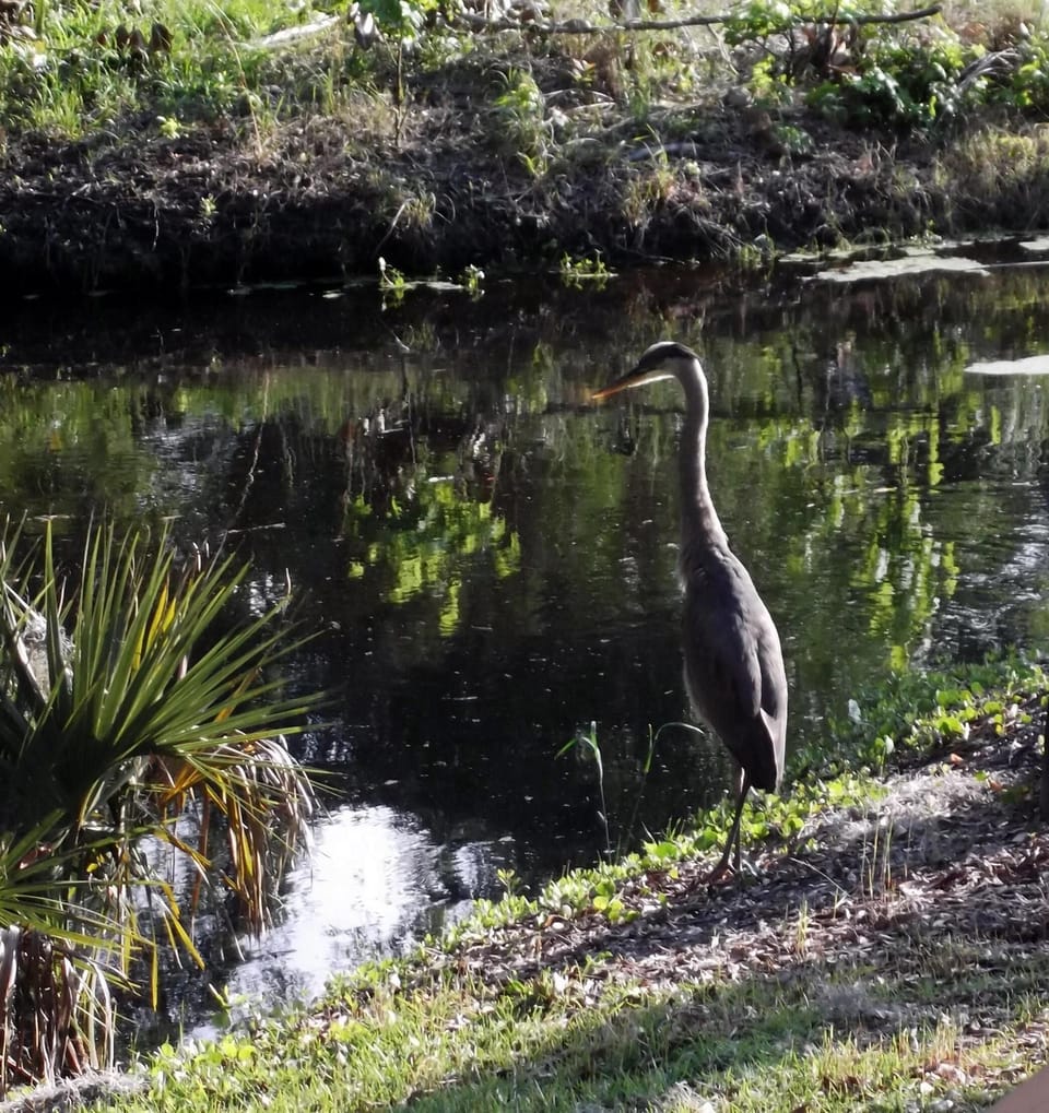 Plenty of beautiful wildlife to see from either private deck.