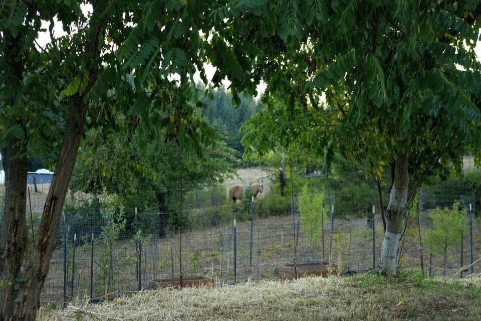 Neighbor's horse on the Far Side of the Home Garden and Orchard