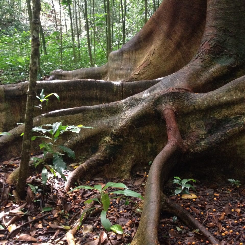on the arboretum trail