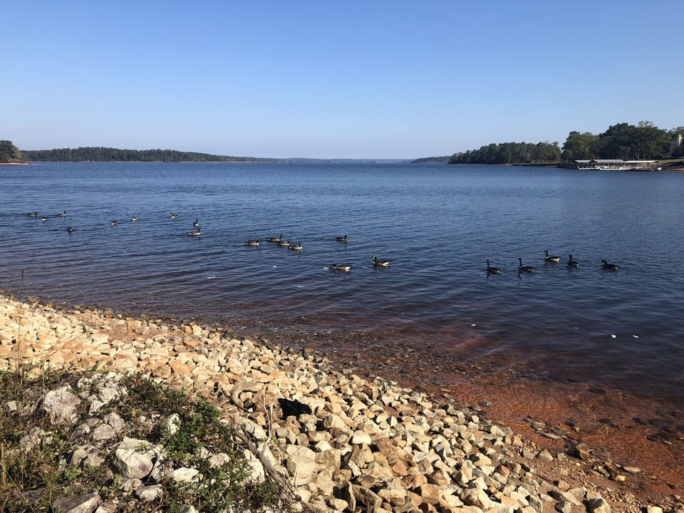 Canada Geese are seen often 