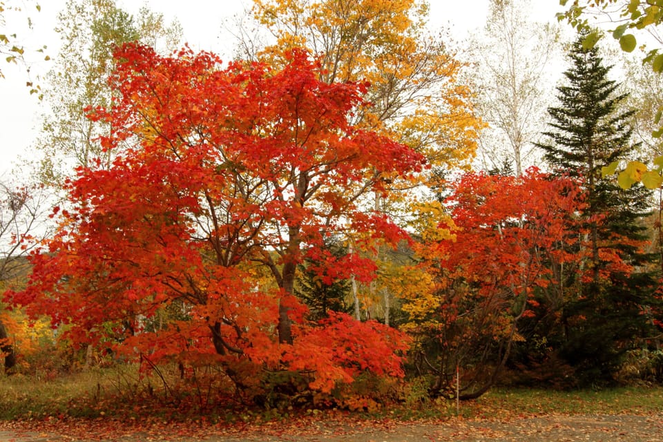 Breathtaking fall foliage. (Photo taken in October.)