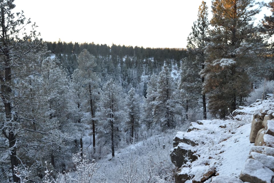 Backyard Winter View