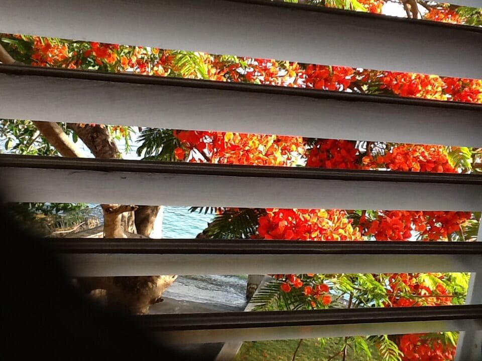 View of poinciana tree in Summer bloom through master bedroom window.